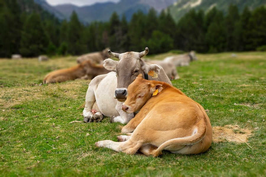 Photo Assurance animaux de compagnie