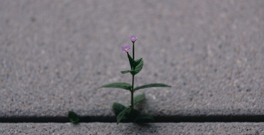 Photo resilience