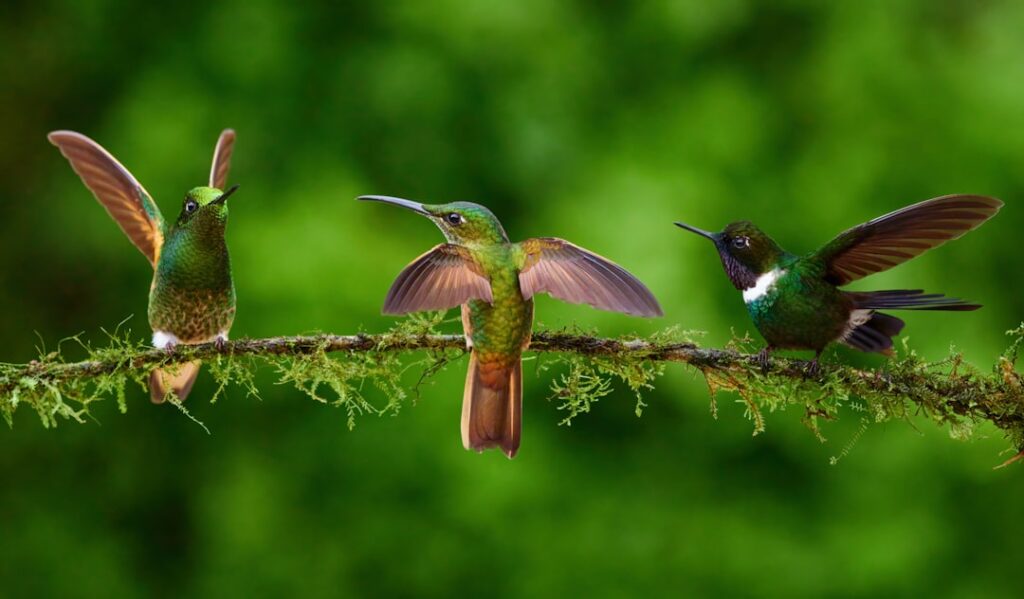 Photo biodiversity integration