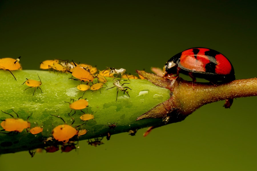 Photo biodiversity integration