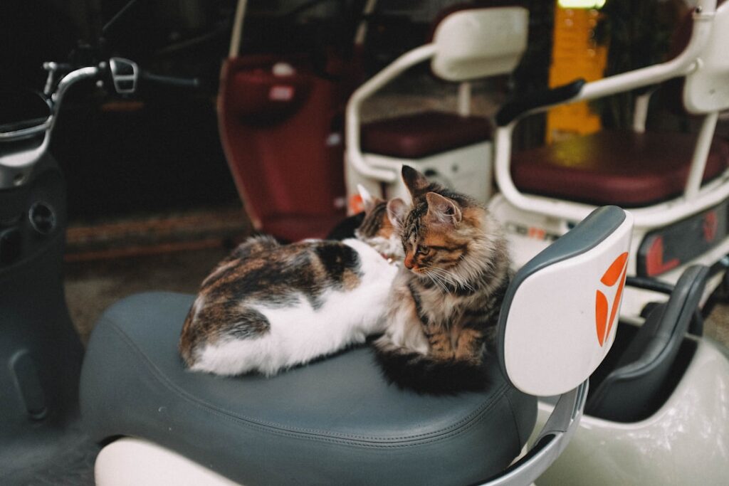 Photo Tarification Cat Nat