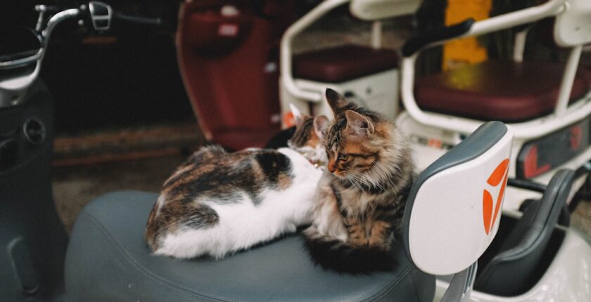 Photo Tarification Cat Nat