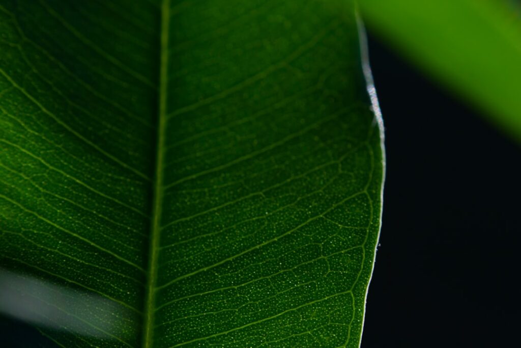 Photo carbon footprint reduction