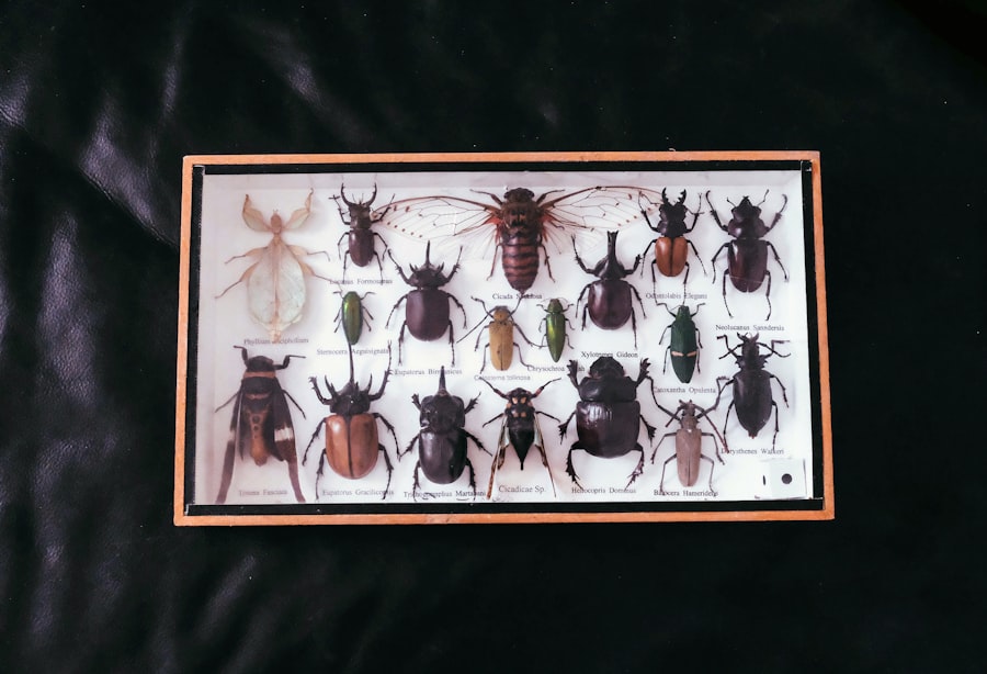 Photo European taxonomy