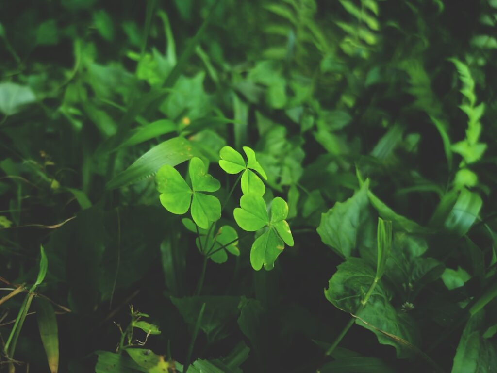 Photo Green obligations