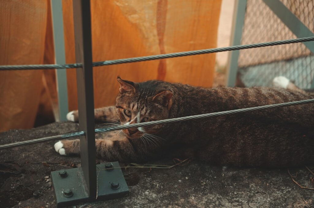 Photo Tarification Cat Nat