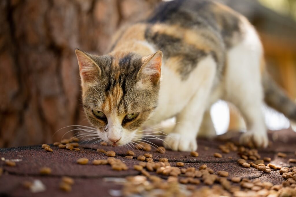 Photo Tarification Cat Nat