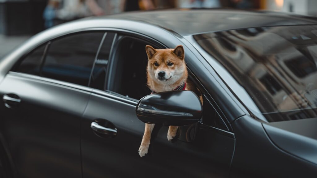 Photo carpooling