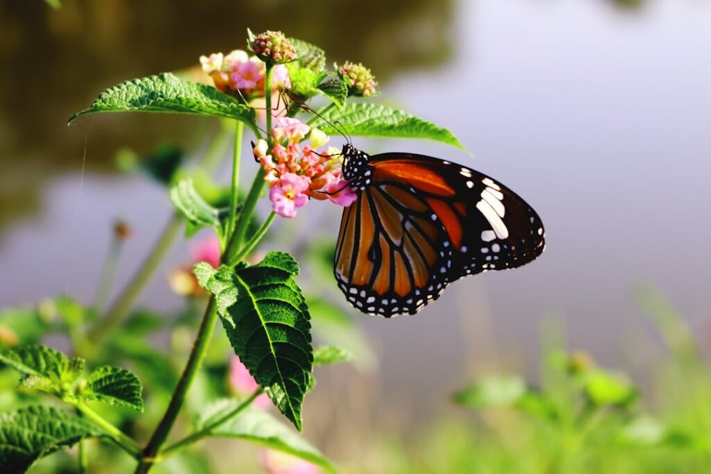 Photo biodiversity