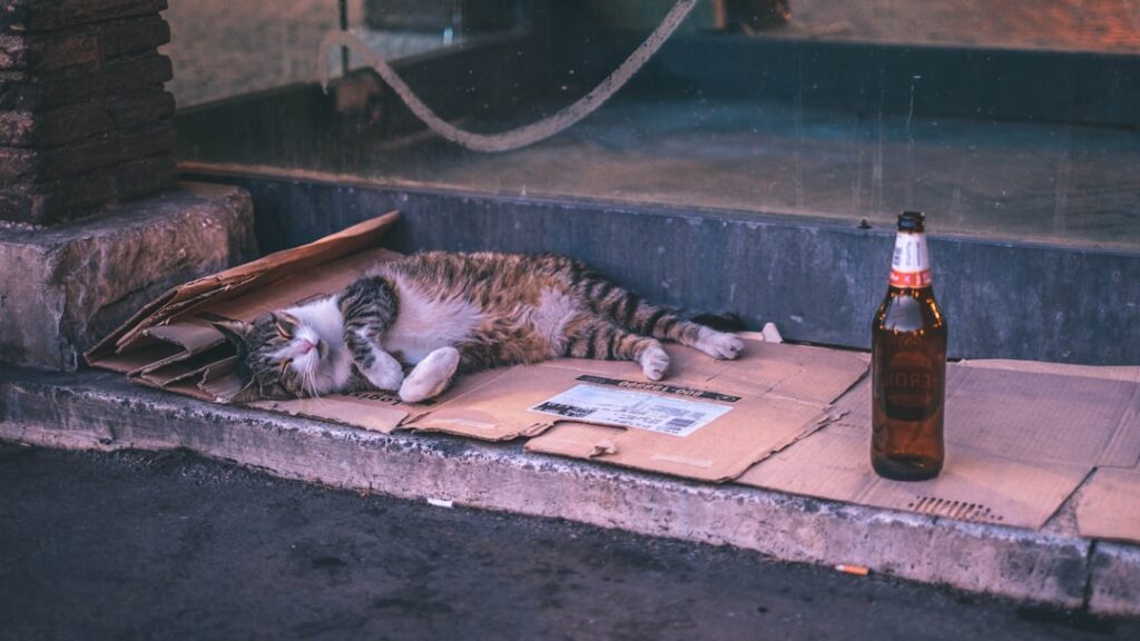 Photo Tarification Cat Nat