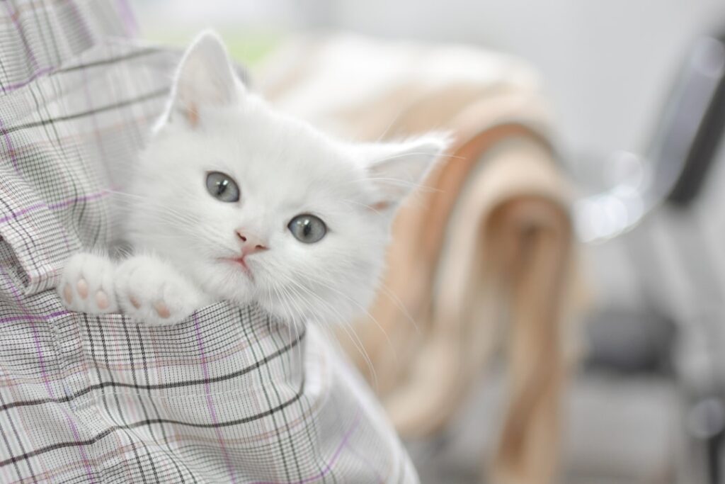 Photo Tarification Cat Nat