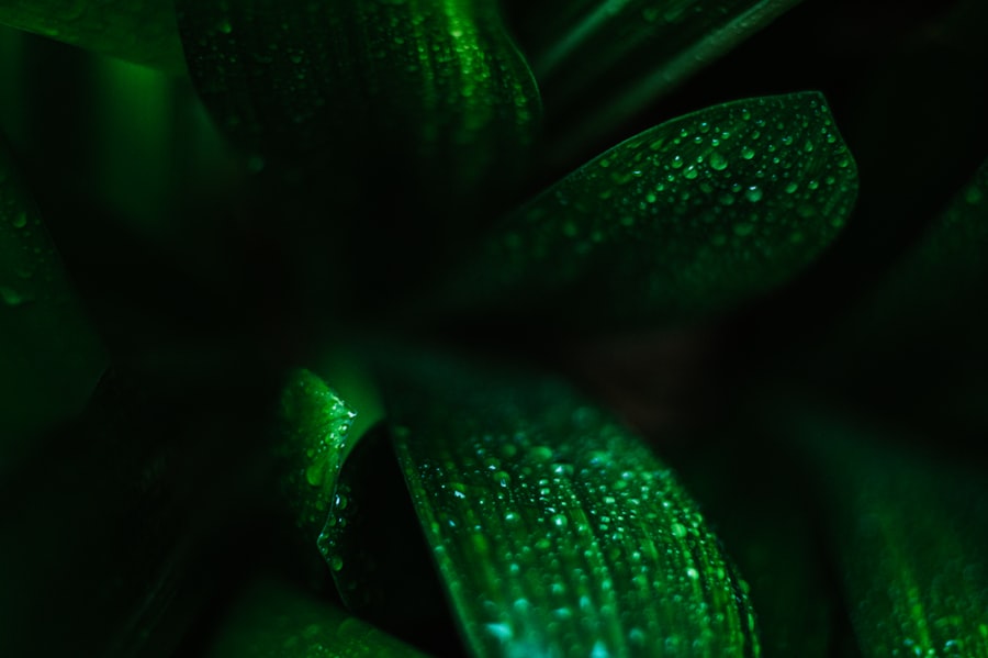 Photo Green obligations