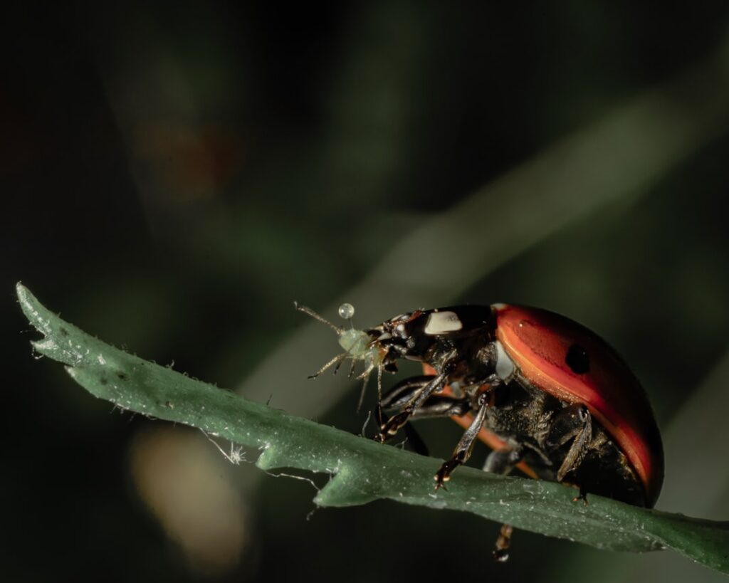 Photo biodiversity integration