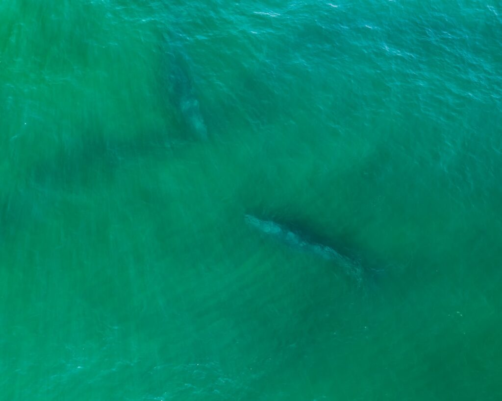 Photo Green Fin