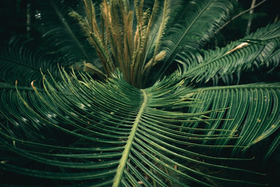 Photo taxonomie verte