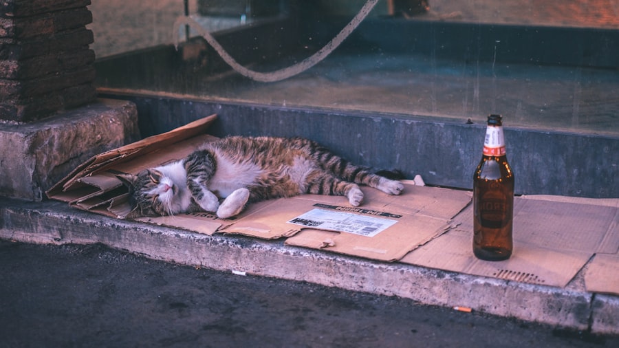 Photo Tarification Cat Nat