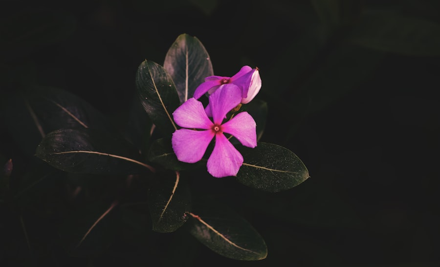 Photo Taxonomy
