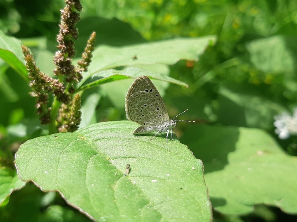 Photo biodiversity integration