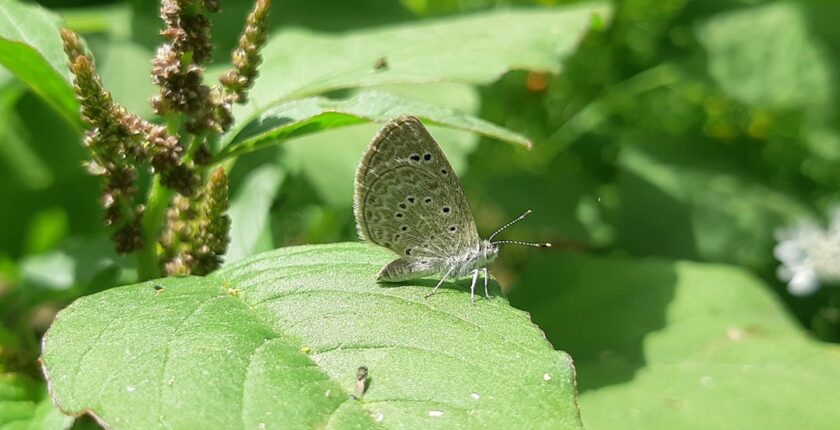 Photo biodiversity integration