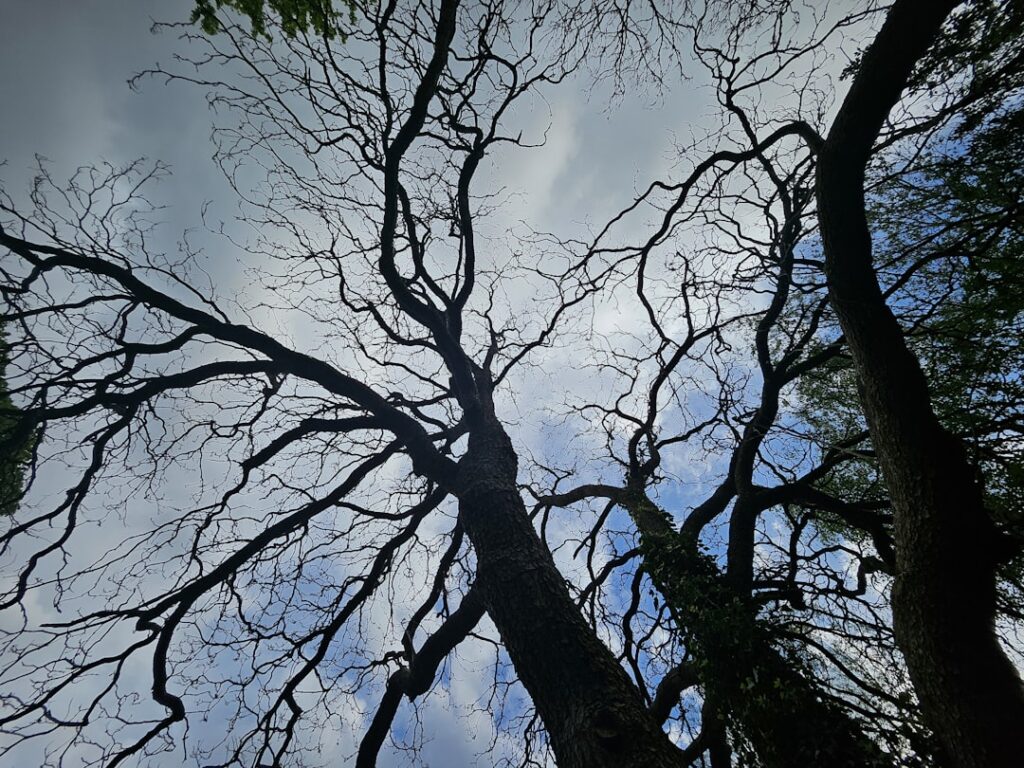 Photo decarbonize