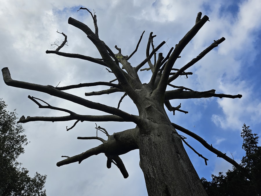 Photo Decarbonization