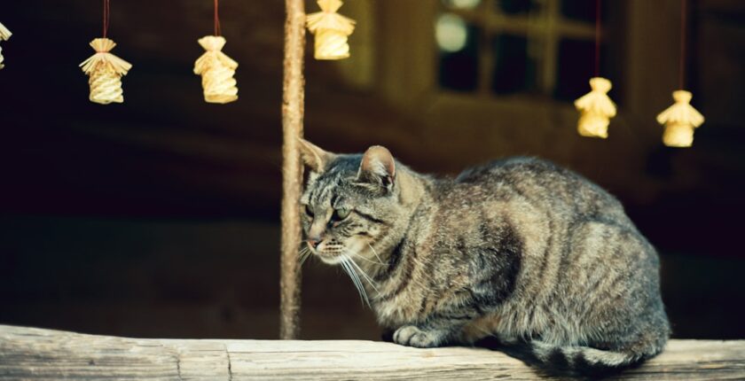 Photo Tarification Cat Nat