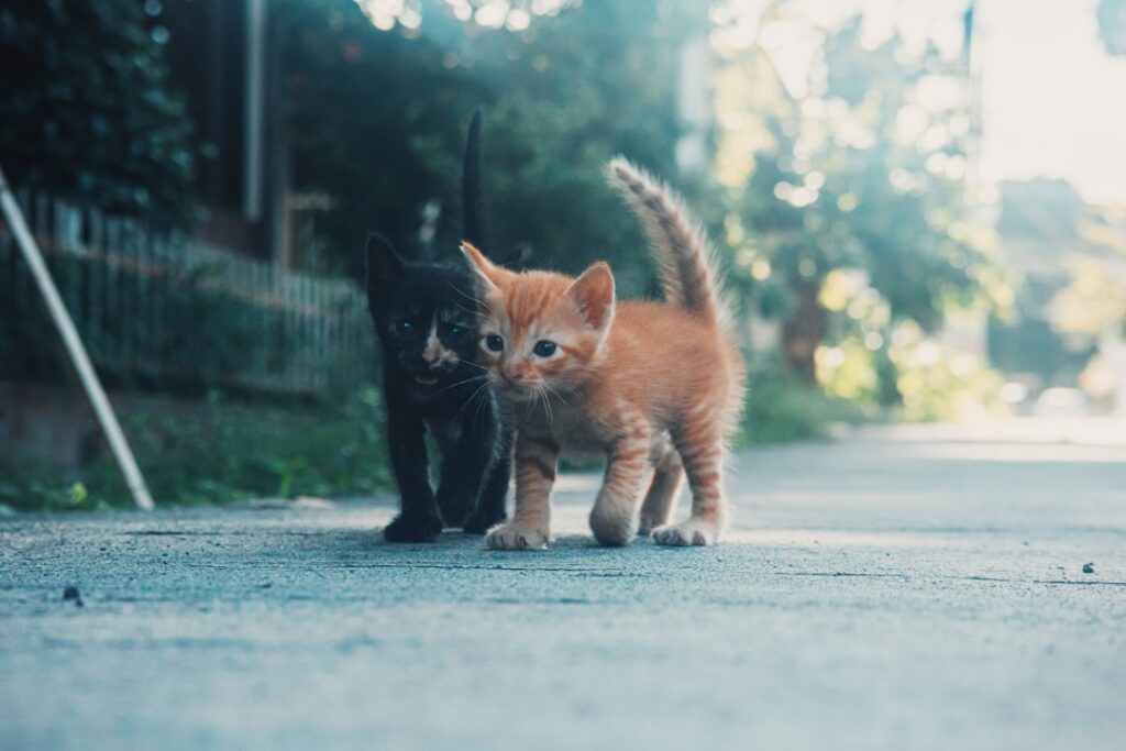 Photo cat bonds