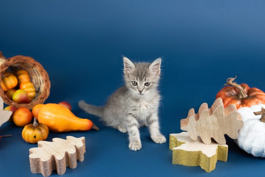 Photo Tarification Cat Nat