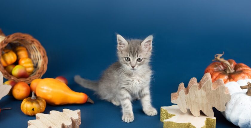 Photo Tarification Cat Nat