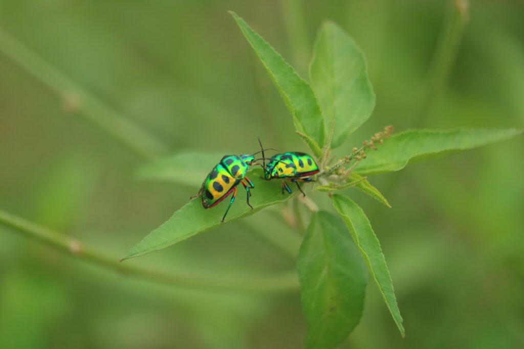 Photo biodiversity integration