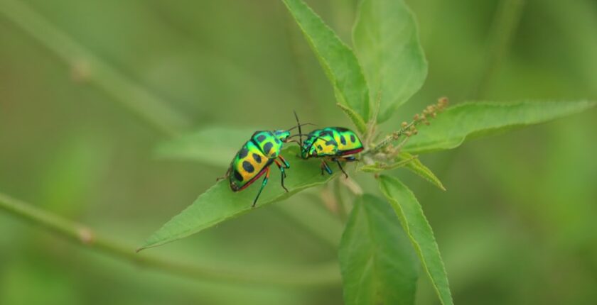 Photo biodiversity integration