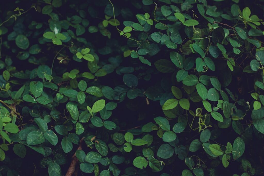 Photo greenwashing