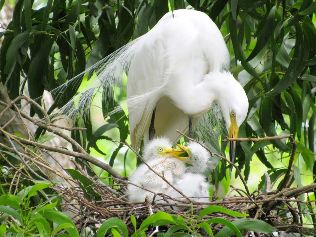 Photo incubation program
