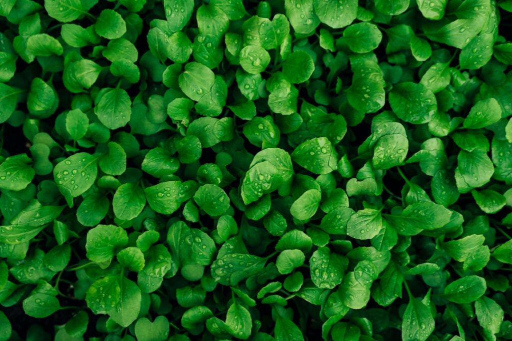 Photo Green insurance