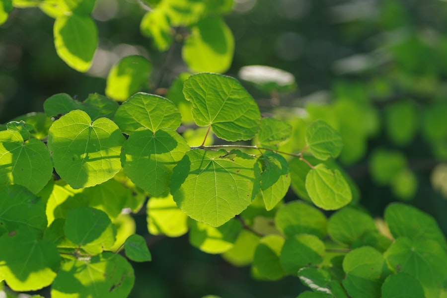 Photo Green insurance