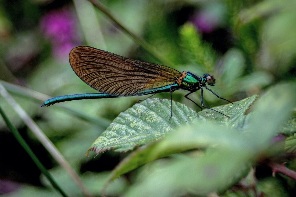 Photo biodiversity