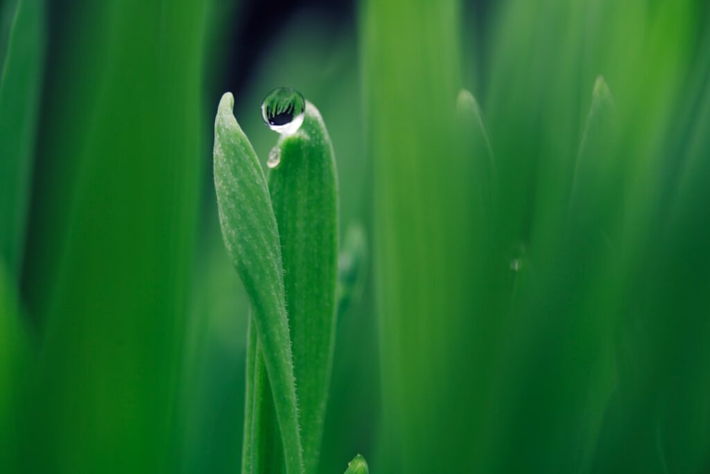 Photo Green reassurance