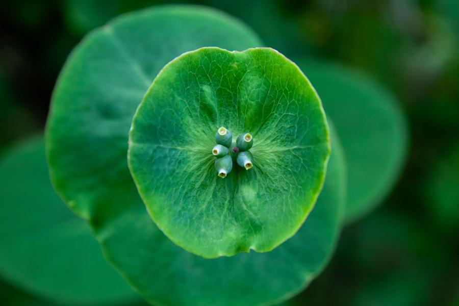 Photo Green reassurance
