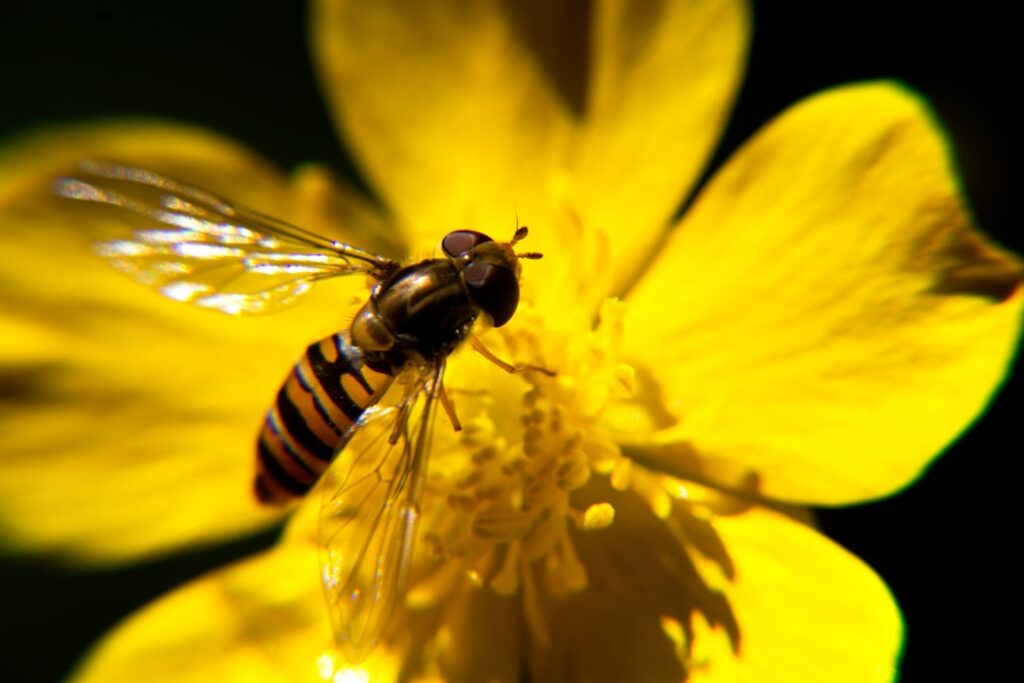 Photo biodiversity