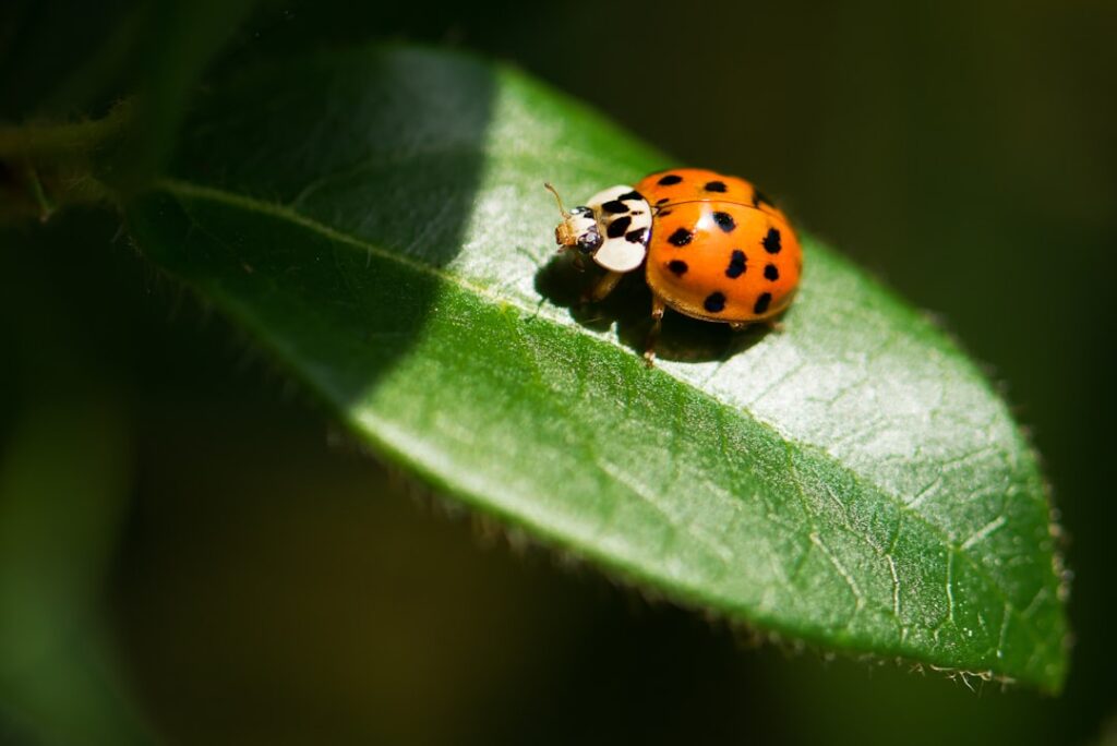 Photo biodiversity risk assessment