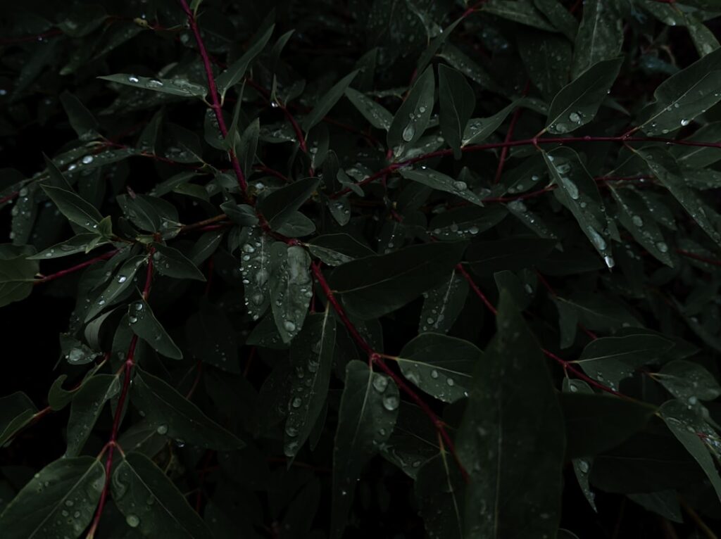 Photo aggregators