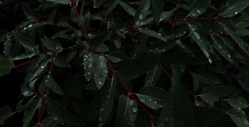 Photo aggregators