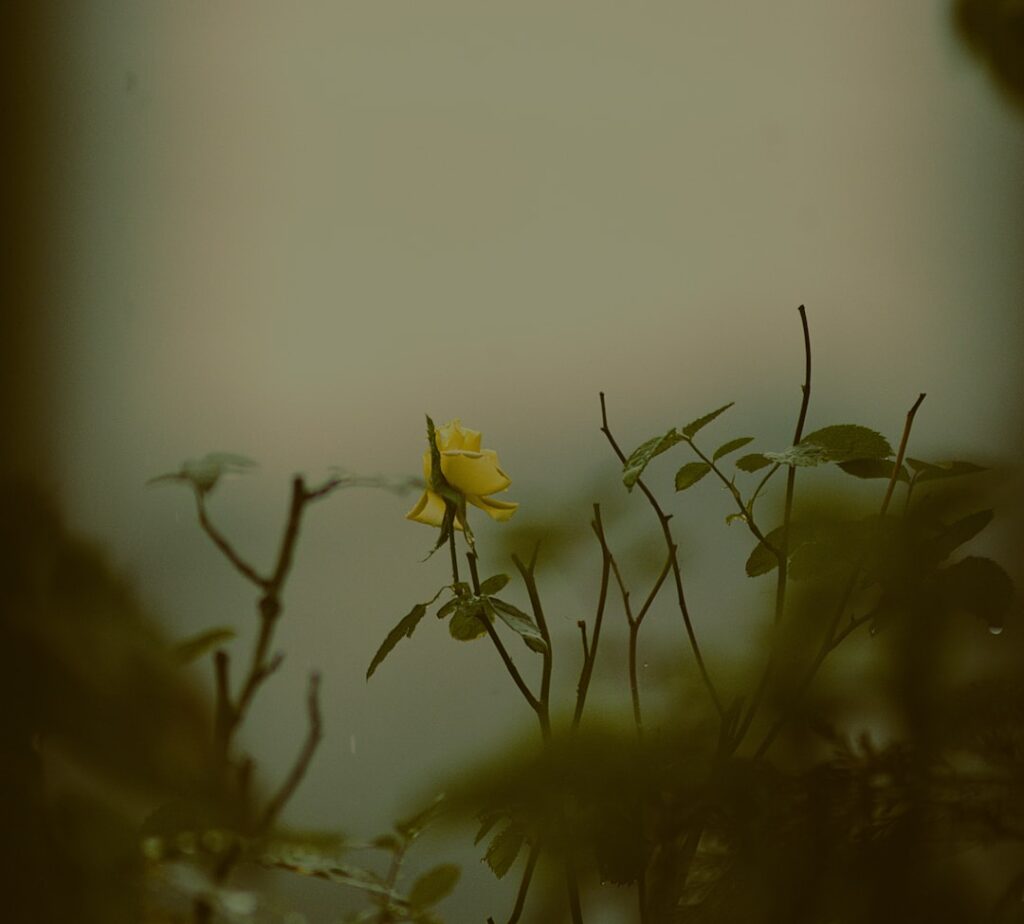 Photo resilience IT