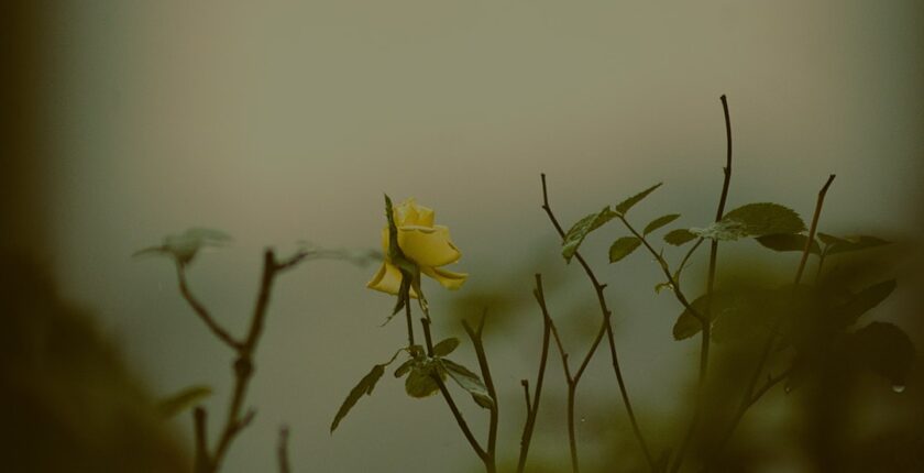 Photo resilience IT