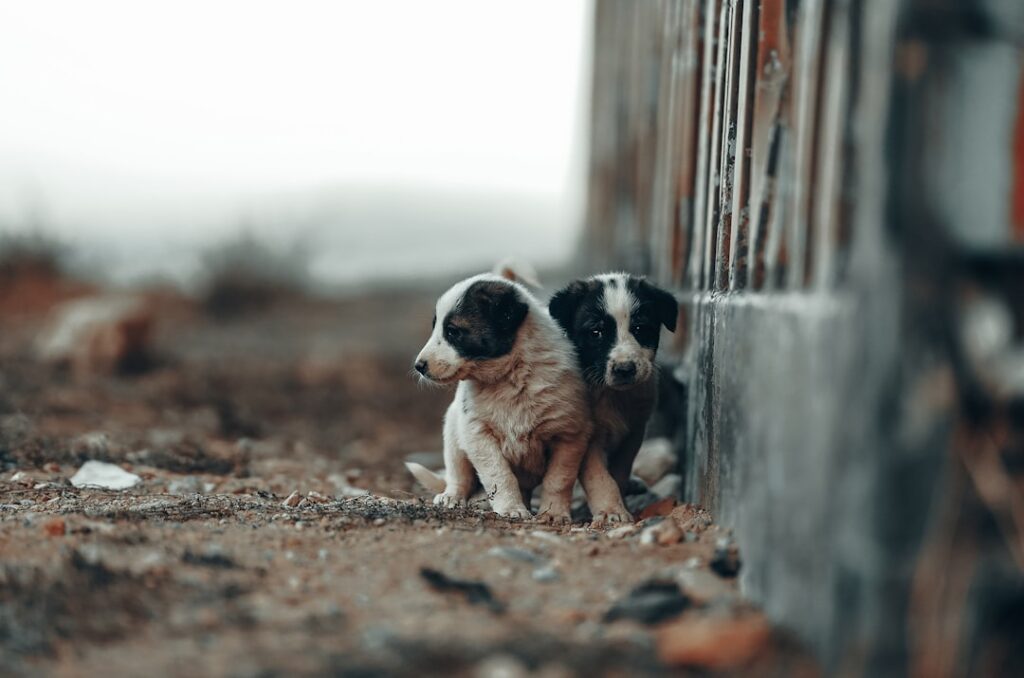 Photo AI adoption