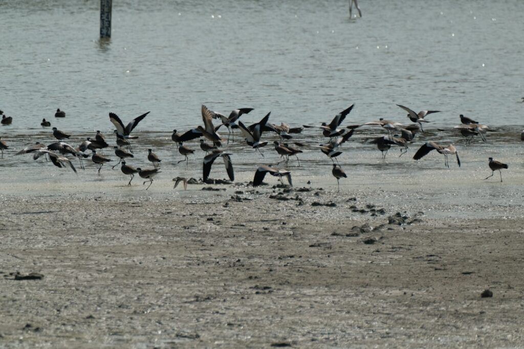 Photo migrations