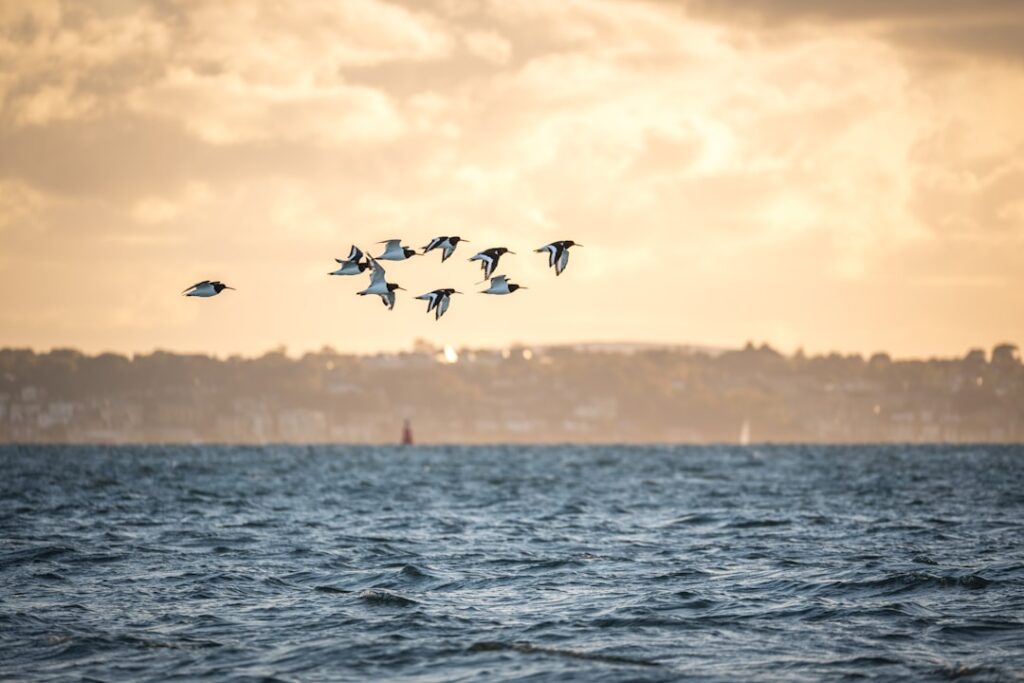 Photo migrations