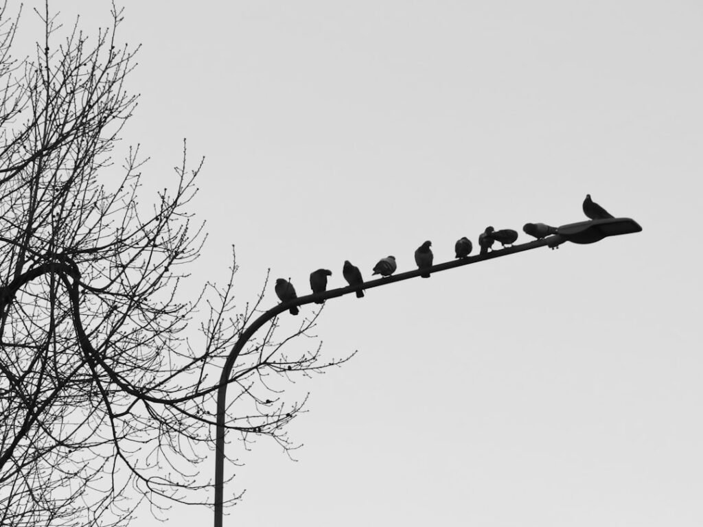 Photo conformity