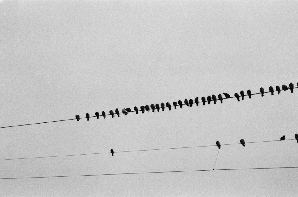 Photo conformity