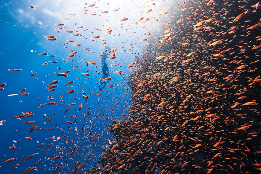 Photo Biodiversity